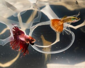 Fische Und Krebs – Beziehung – Wie gut Fische und Krebs als Partner harmonieren