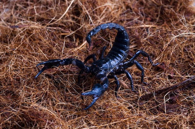 Sternzeichen Skorpion Im Dezember – Was der Dezember für das Sternzeichen Skorpion bereithält